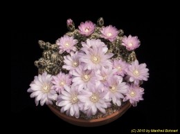 Gymnocalycium bruchii 1282